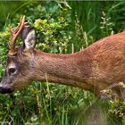 "Capreolus capreolus" auf Futtersuche