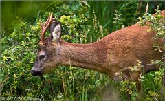 "Capreolus capreolus" auf Futtersuche