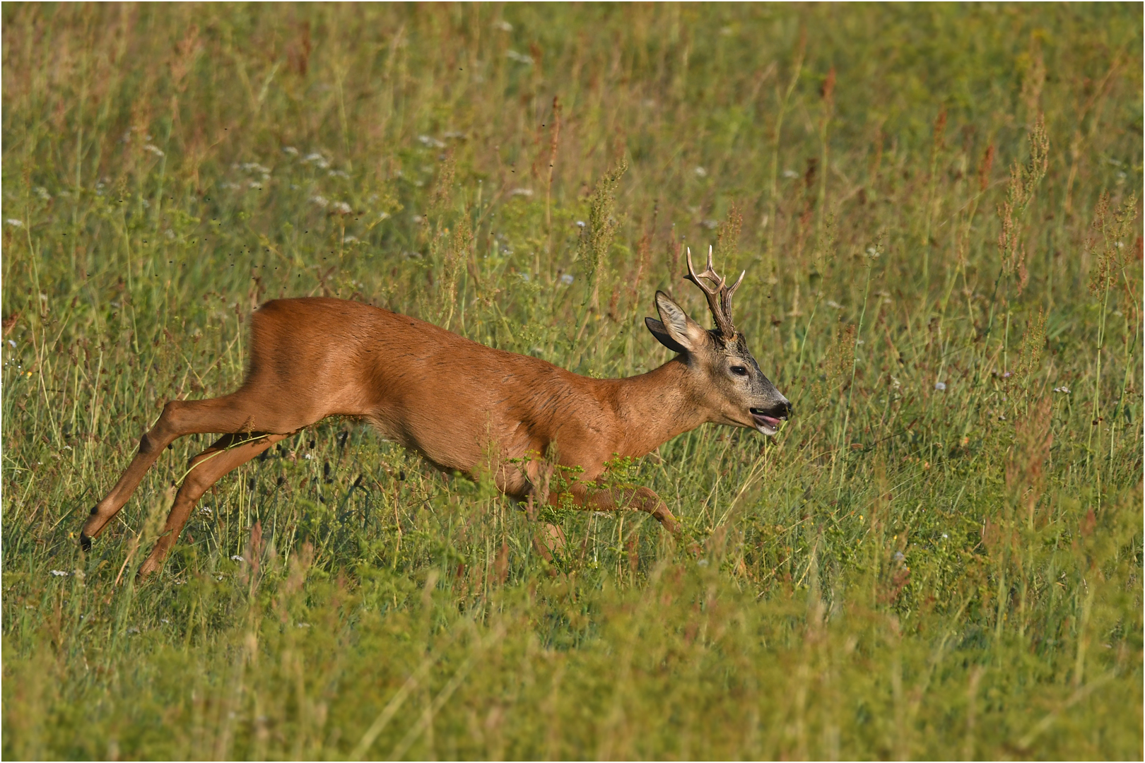 Capreolus capreolus