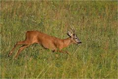 Capreolus capreolus