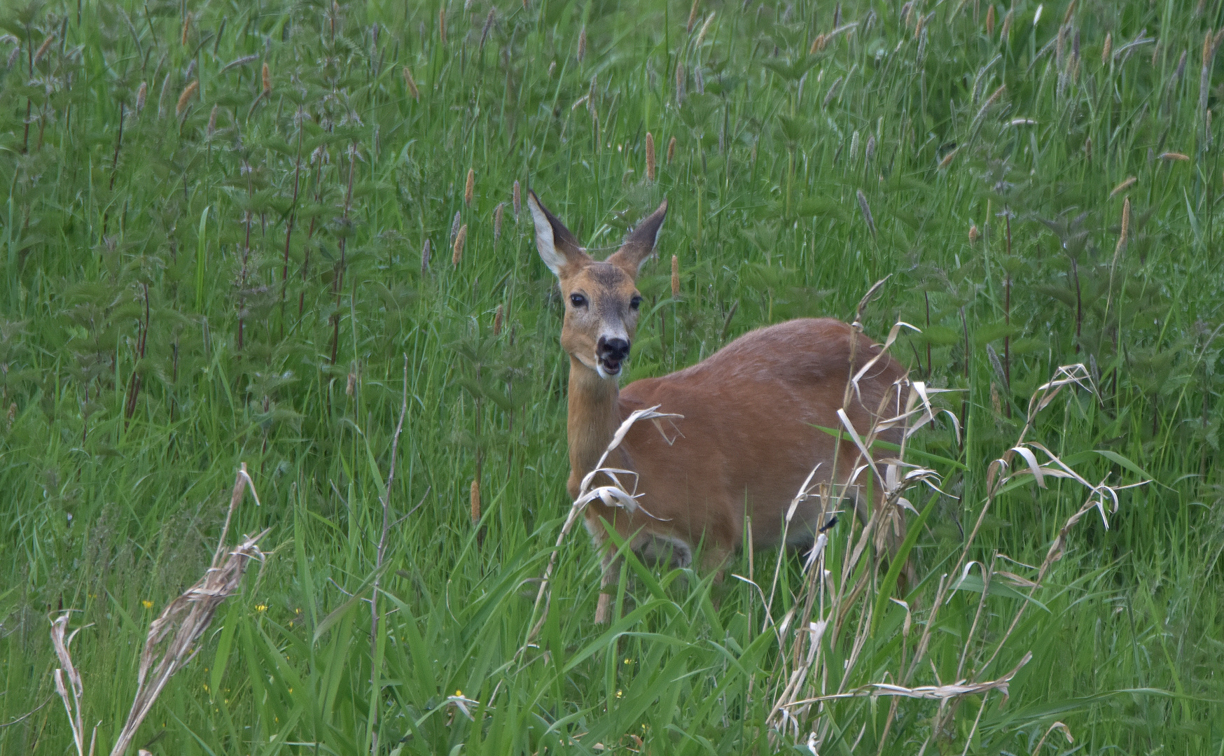 Capreolus capreolus