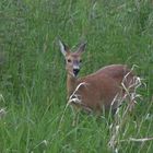 Capreolus capreolus