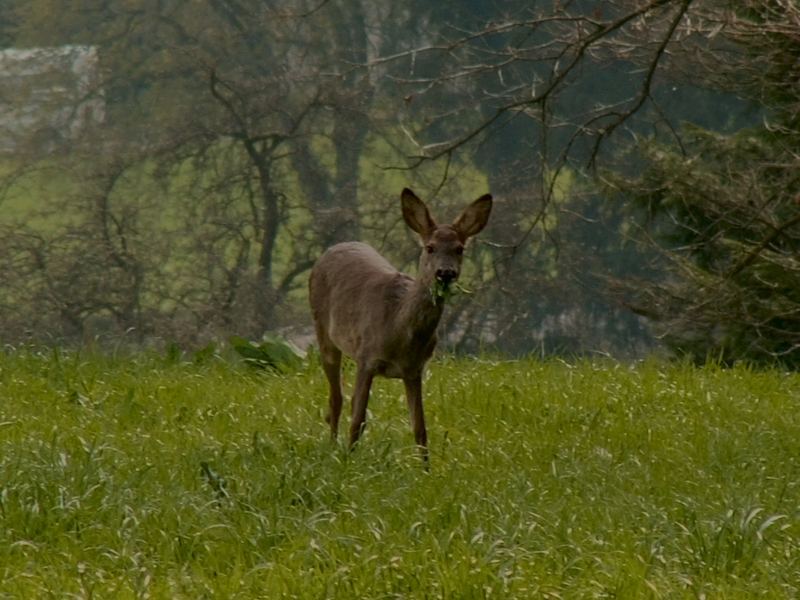 capreolus capreolus - das europäische reh