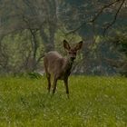 capreolus capreolus - das europäische reh