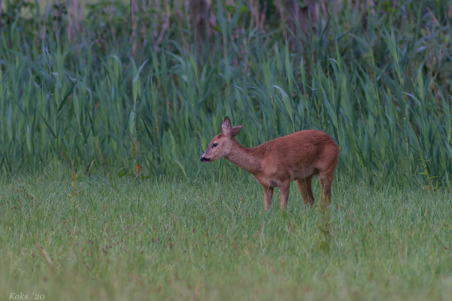 Capreolus capreolus