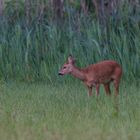 Capreolus capreolus