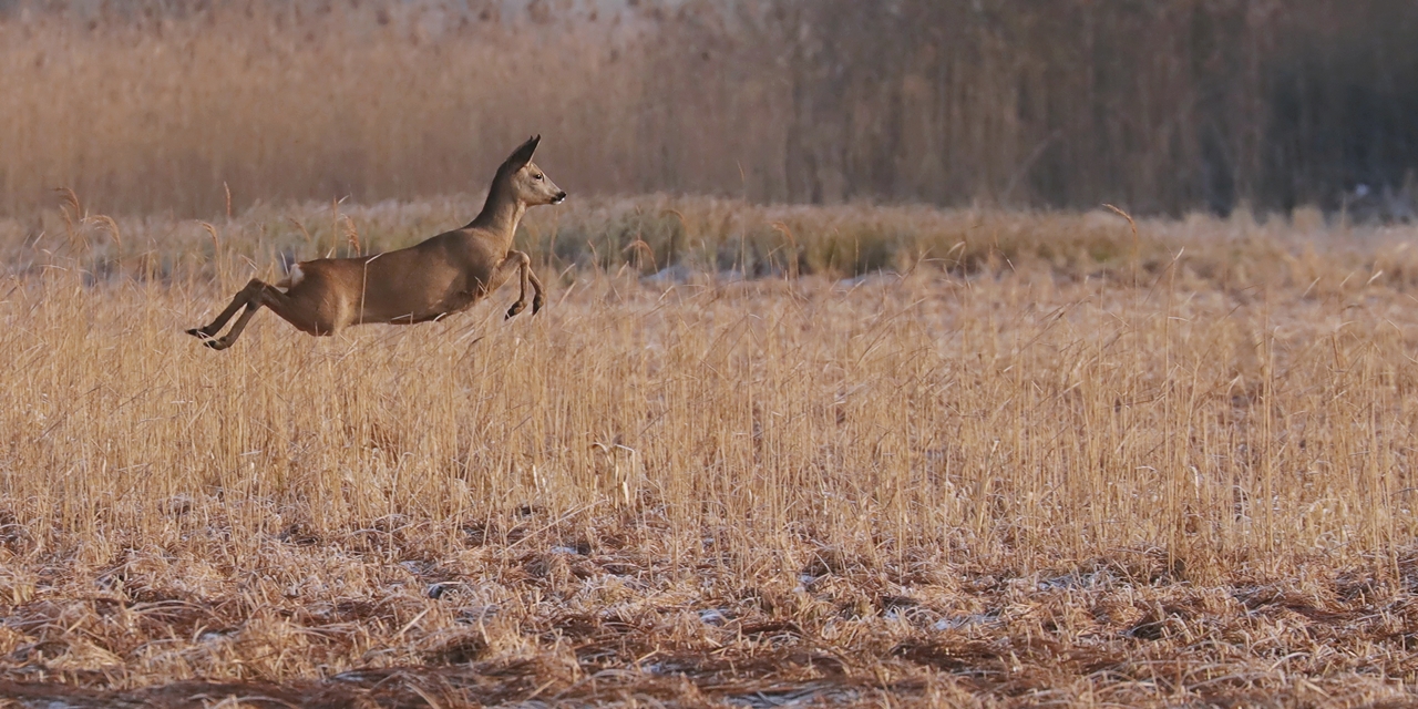 Capreolus capreolus- Rehwild auf der Flucht 