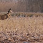 Capreolus capreolus- Rehwild auf der Flucht 