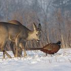 Capreolus capreolus und Phasianus Colchicus