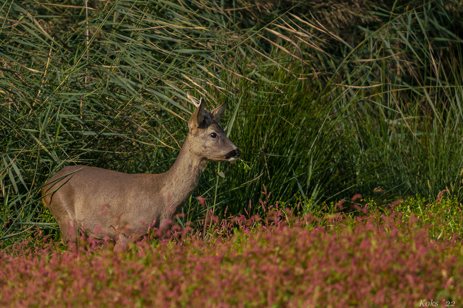 Capreolus im Schilf