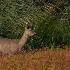 Capreolus im Schilf