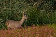 Capreolus im Schilf