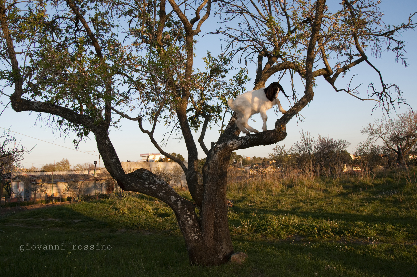 Capretta arrampicatrice.