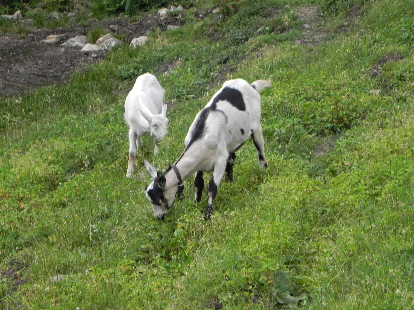 capretti al pascolo