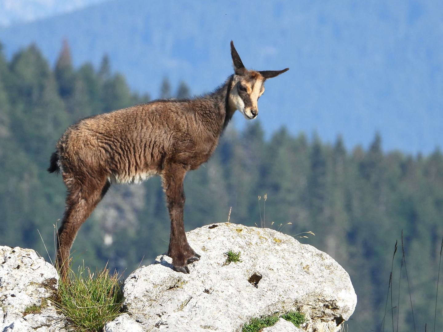 Capretto di camoscio