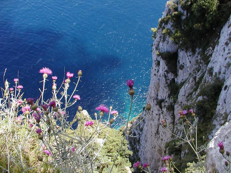 Capri