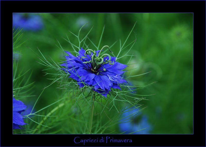 Capricci di Primavera di Francesco Bertani 