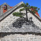 Caprice de la nature, île de Brac