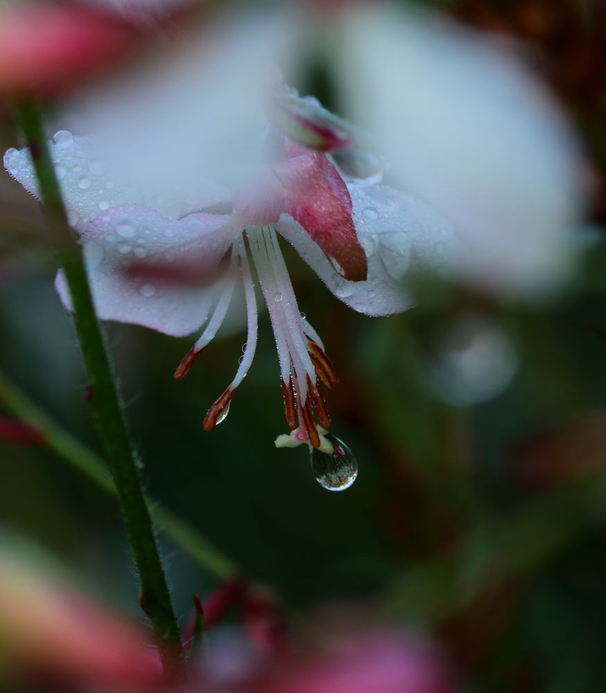 caprice de la rosée