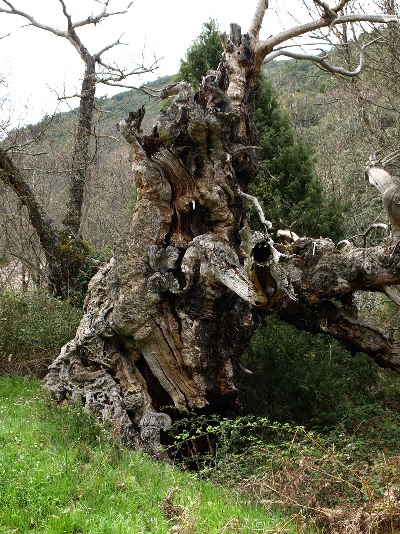 capricho de la naturaleza