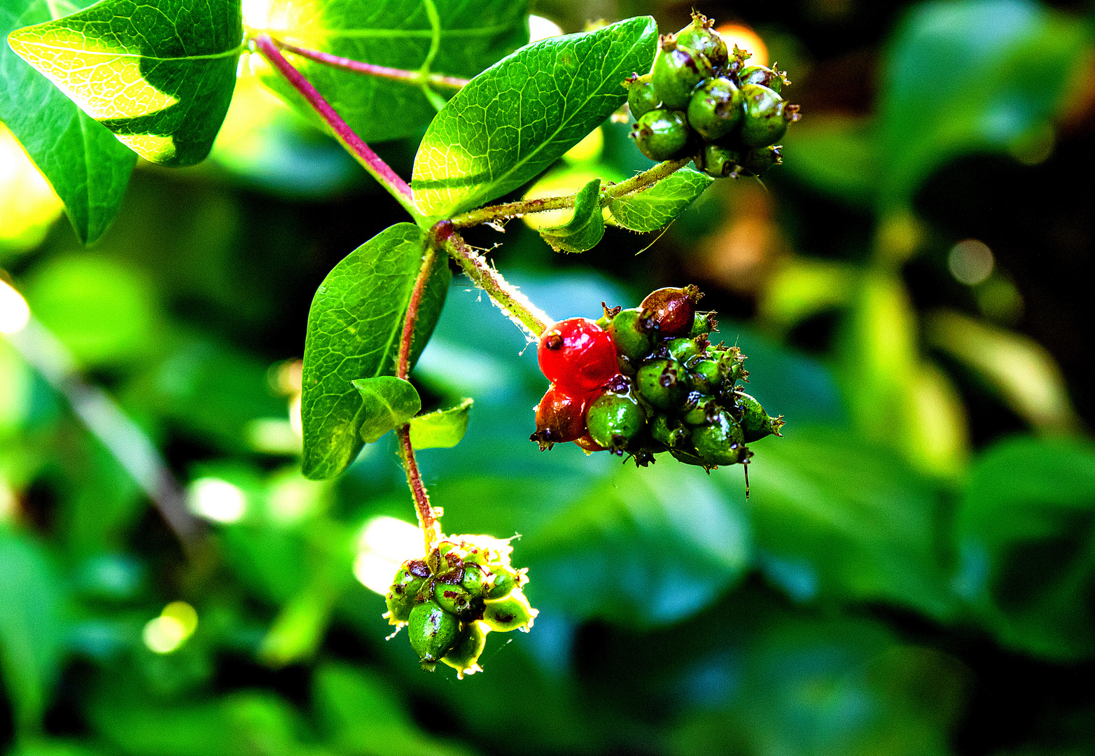 caprifoglio Foto & Bild sommer, makro, licht Bilder auf