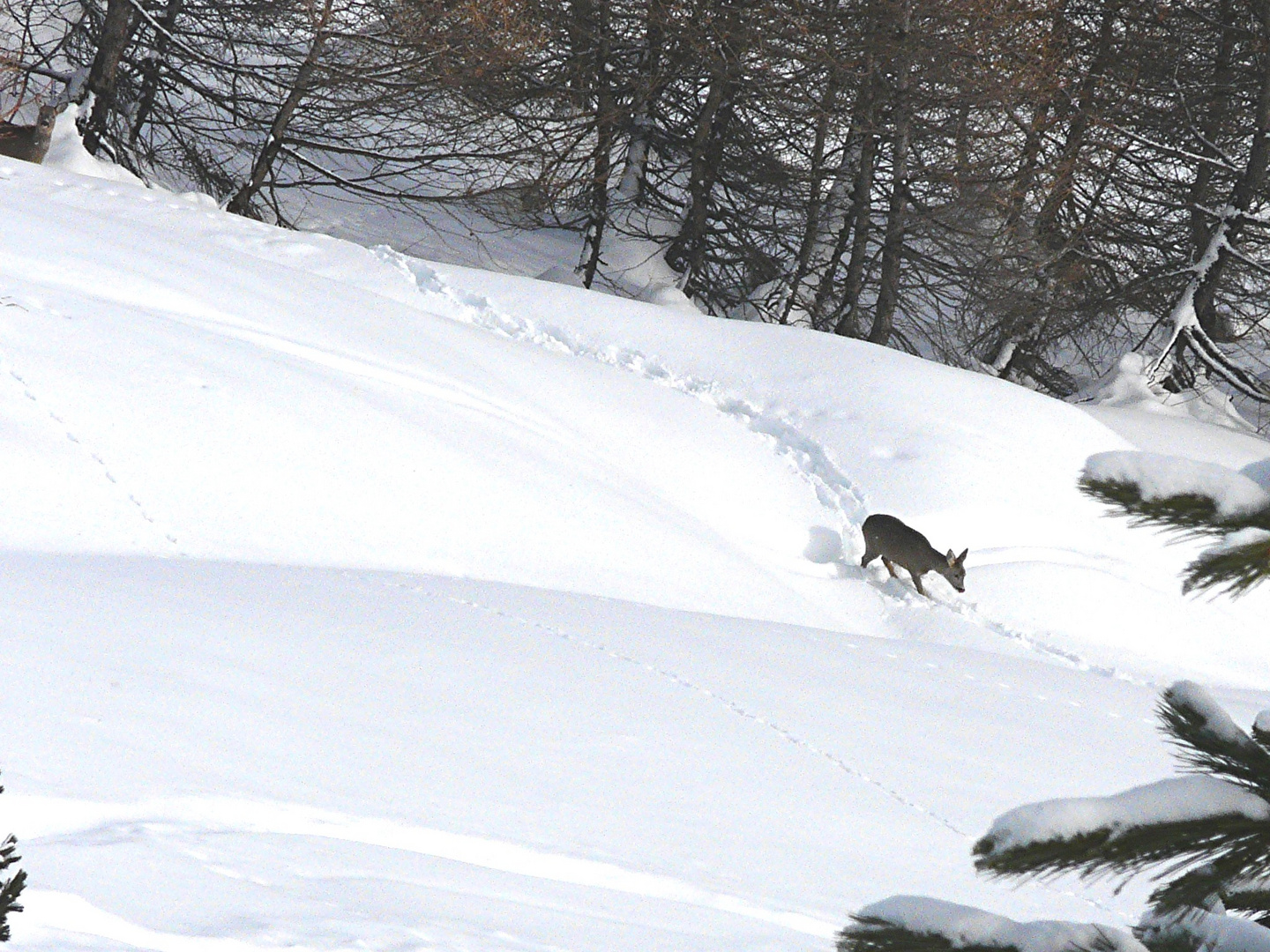 Caprioli & neve