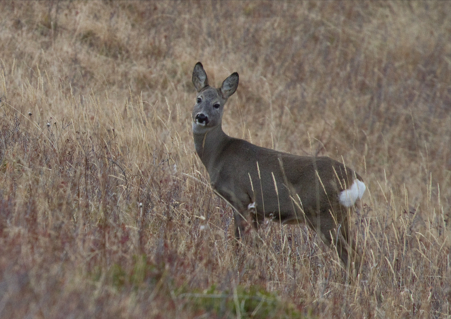 Capriolo