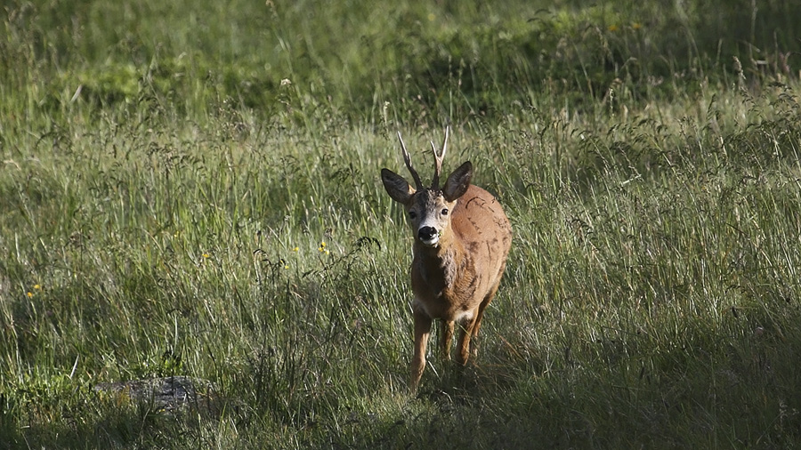 Capriolo