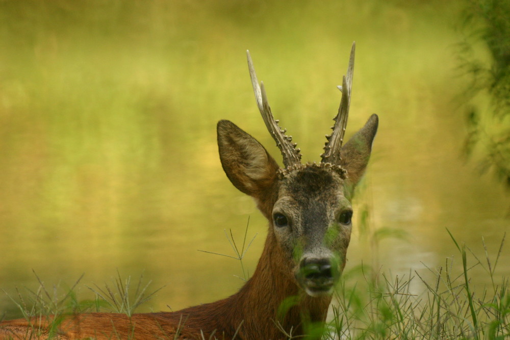 Capriolo