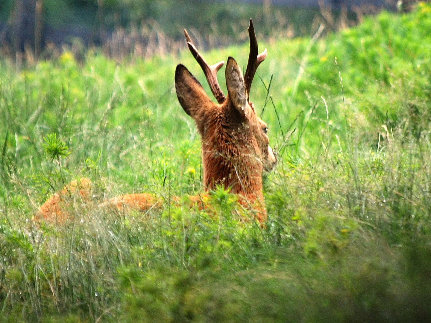 capriolo....