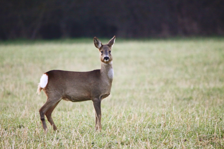 Capriolo al crepuscolo