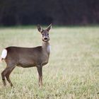 Capriolo al crepuscolo