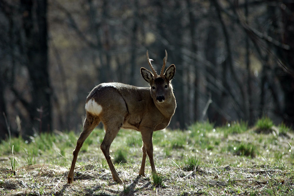 capriolo al primo sole