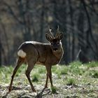 capriolo al primo sole