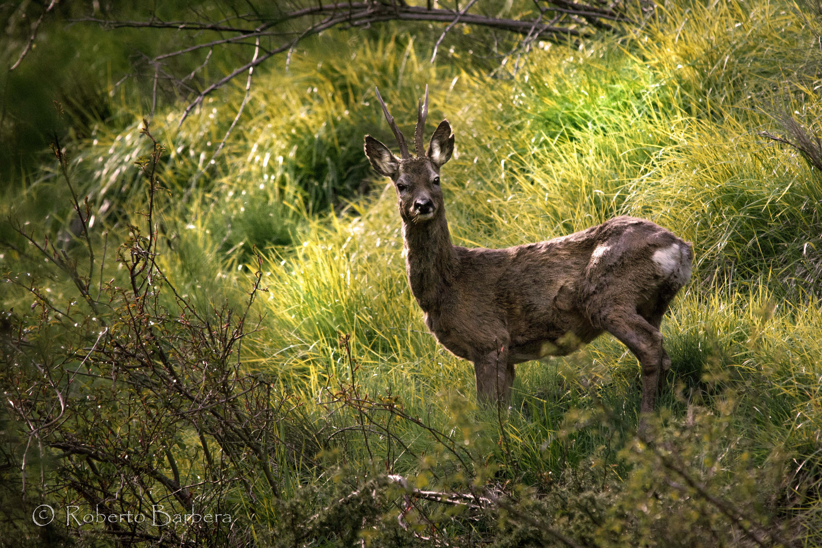 Capriolo al tramonto