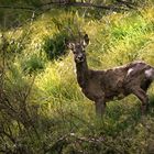 Capriolo al tramonto