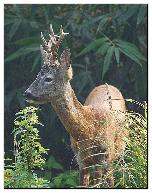 CAPRIOLO  ALFA