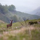 Capriolo ambientato