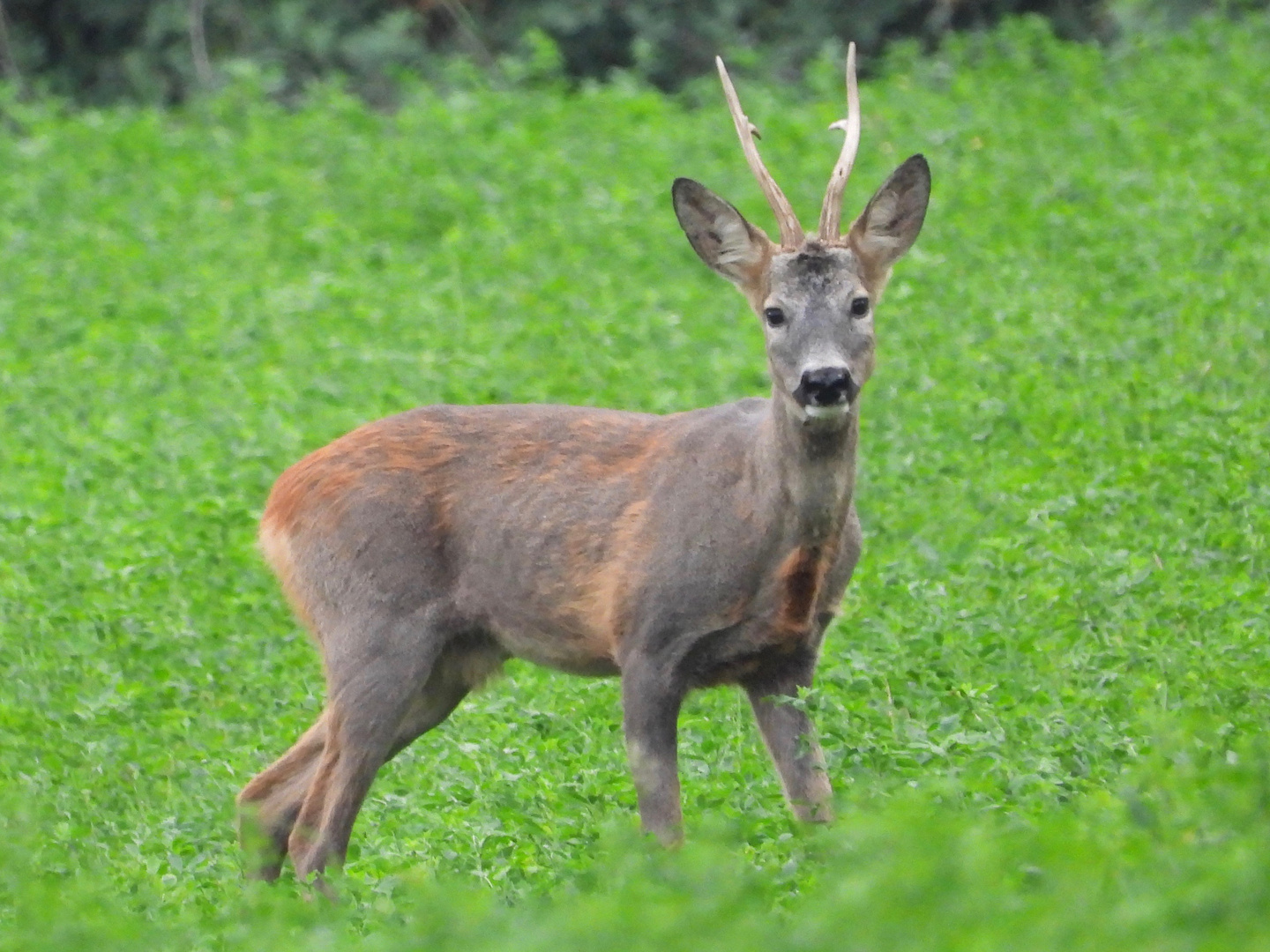 Capriolo autunnale