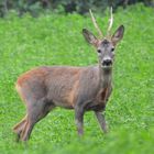 Capriolo autunnale