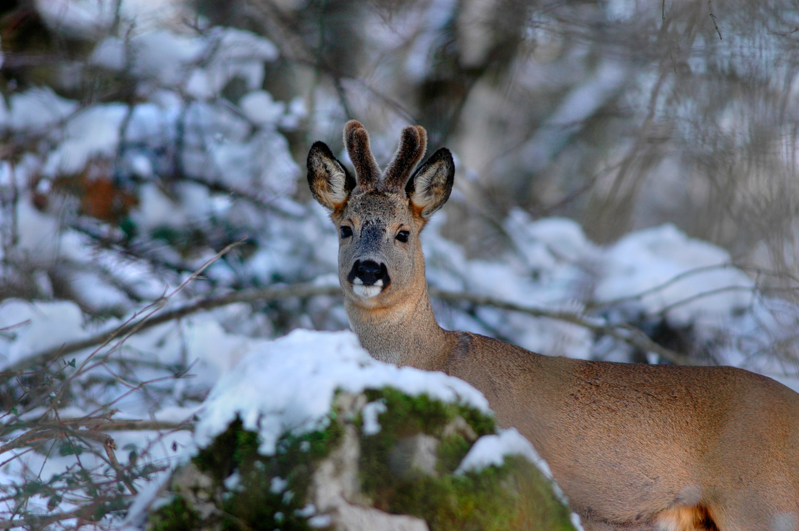 capriolo