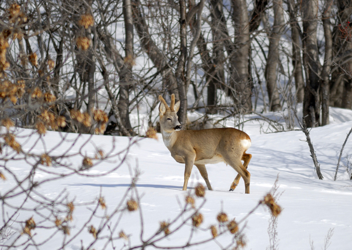 Capriolo (Capreolus capreolus)