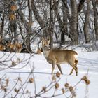 Capriolo (Capreolus capreolus)