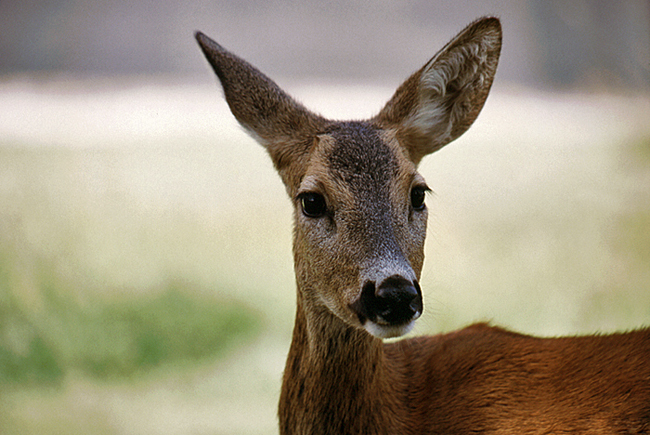 Capriolo - Capreolus capreolus