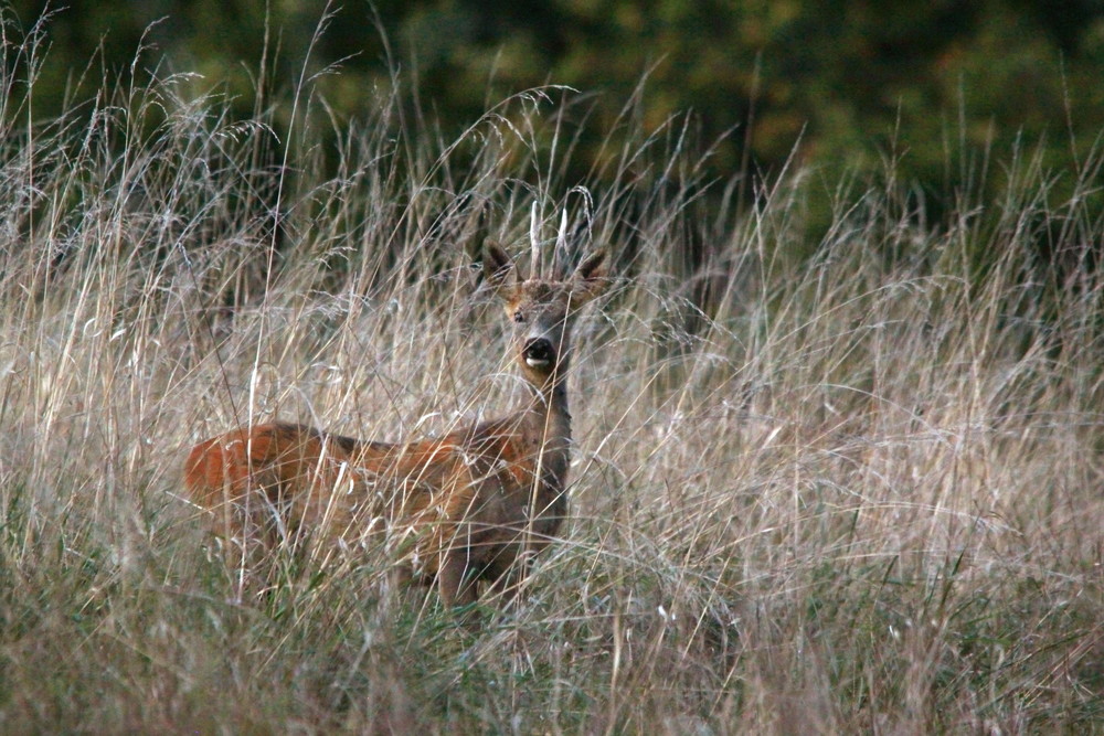 Capriolo