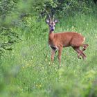 Capriolo con nuovo mantello primaverile