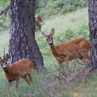 Capriolo femmina e maschio