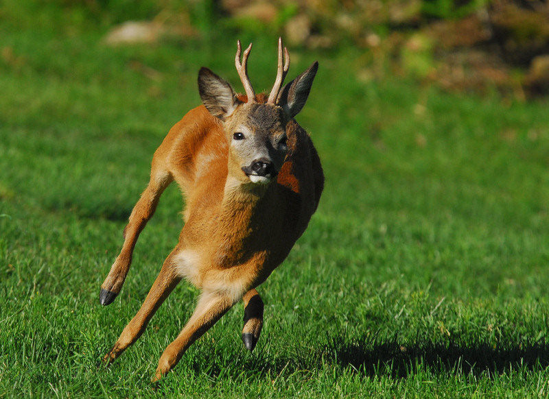 capriolo in corsa