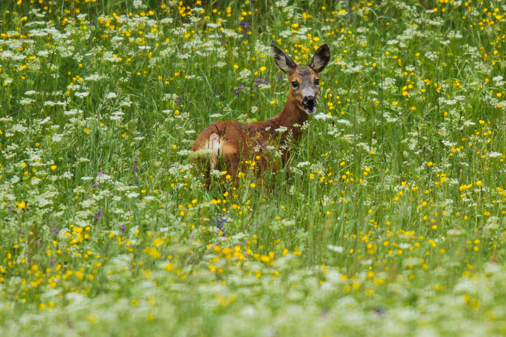 capriolo in fiore