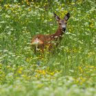 capriolo in fiore